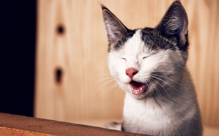 Ovi popularni mitovi o mačkama su potpuna laž