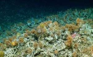 Na Galapagosu otkriven dosad nepoznat i potpuno očuvan koraljni greben