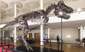 Kostur T-Rexa prodan u Švicarskoj: Cijena ‘sitnica‘ - 5,6 miliona eura