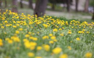 Miriše na proljeće: Cvijetna izložba u Velikom parku