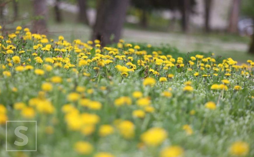 Miriše na proljeće: Cvijetna izložba u Velikom parku