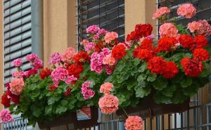 Ako imate 'balkon u hladu', ove vrste cvijeća su savršen izbor: Cvjetaju u najljepšim bojama
