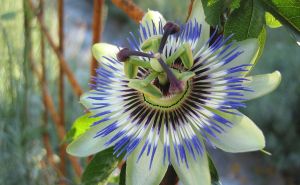 Pasiflora je jedna od najljepših penjačica, a rijetko ko je uzgaja: Krase je neobični cvjetovi