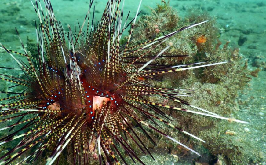 Naučnici otkrili šta je uzrokovalo masovni pomor ježeva na Karibima