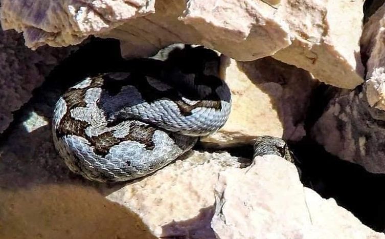 Najotrovnija i najopasnija europska zmija snimljena i u Hrvatskoj