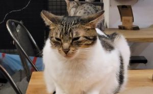 Kafić za mačke u Briselu: Spašavaju ih s ulice i traže novi dom