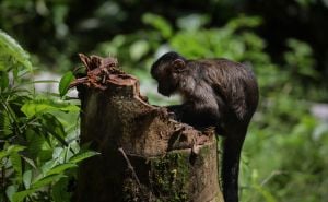 Uništavanje prašuma i lov ugrožavaju postojanje amazonskih majmuna