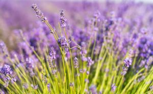 Za raskošnu cvatnju: Evo gdje je najbolje posaditi lavandu