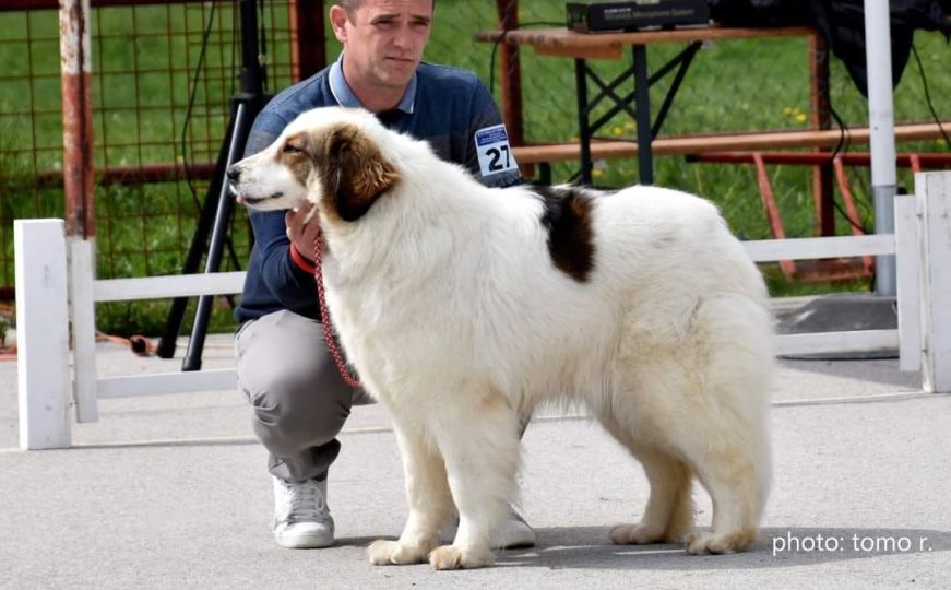 Zana iz Livna proglašena najljepšim psom na specijaliziranoj izložbi tornjaka