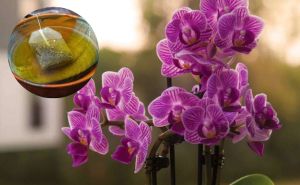 'Čarobni napitak' za orhideju: Tečnost koja će natjerati omiljeno cvijeće da živne i opet procvjeta