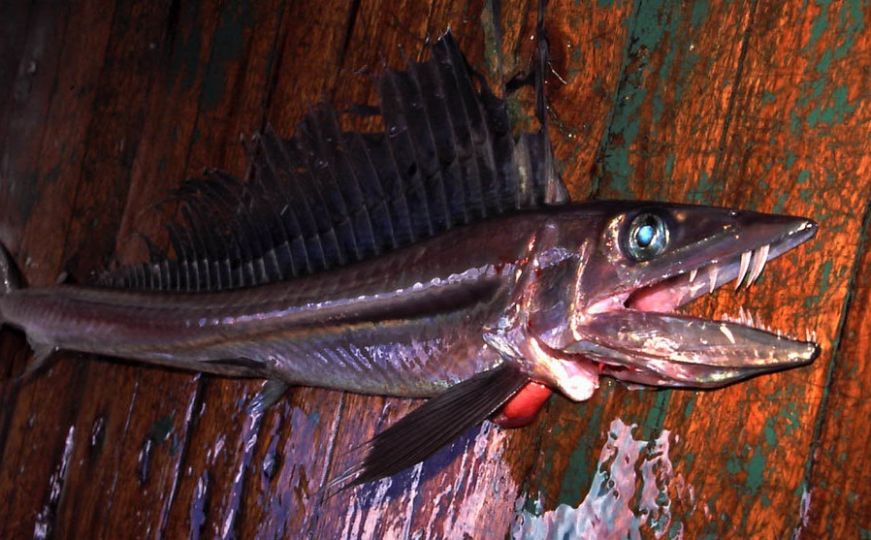 Niko ne zna što se ovo dešava: Bizarne kanibalske ribe s golemim očima i očnjacima preplavile obalu?