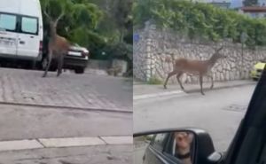 Neobičan prizor u Hrvatskoj: Nesvakidašnji gost prošetao ulicom