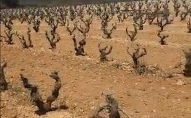 U Španiji poljoprivreda propada zbog - suše