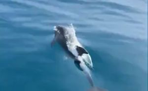 Predivni prizori: Ples delfina iznenadio turiste u Alanyi
