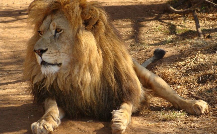 U prošloj sedmici u Keniji ubijeno 10 lavova