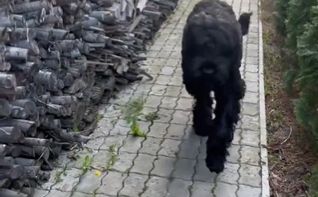 Predivna priča iz Harkiva: Pogledajte kako je tehnologija spasila psa