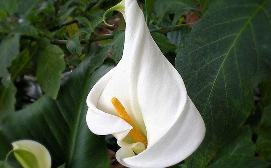 Mnogima najljepši cvijet - kala: Oduševljava izgledom, a evo kako se uzgaja