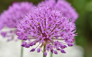 Četiri biljke koje cvjetaju tokom cijelog ljeta: Nisu zahtjevne i idealne su i za neiskusne