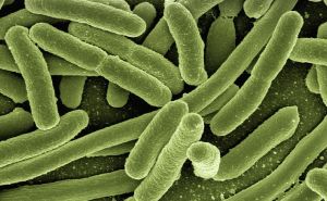 Širom Europe raste broj zaraze E. coli otpornom na antibiotike
