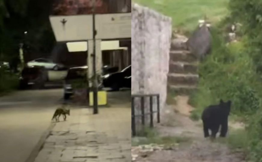 Sarajevo: Nakon medvjeda na Vratniku – snimljena i lisica u Olimpijskom selu