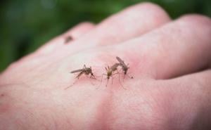 Kako se riješiti komaraca na prirodan način: Napravite mirisnu smjesu koja će ih 'otjerati'