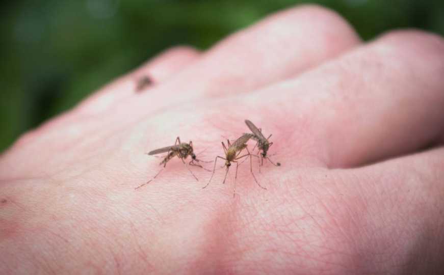 Kako se riješiti komaraca na prirodan način: Napravite mirisnu smjesu koja će ih 'otjerati'