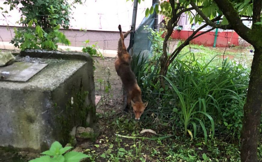 Bravo: Vatrogasci spasili lisicu koja se zapetljala o žicu u dvorištu kuće u BiH
