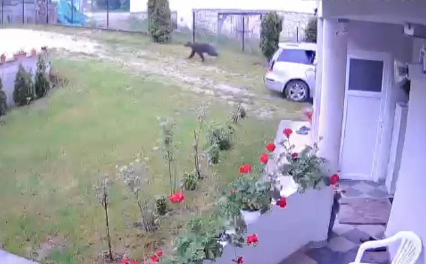 Šta se ovo dešava: Medvjed protrčao kroz dvorište u Novom Pazaru
