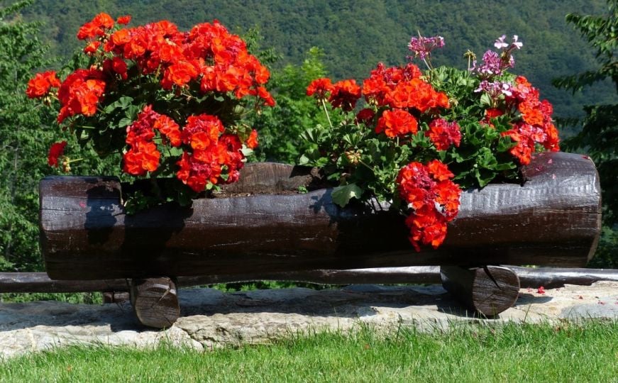 Kako da muškatle izgledaju zdravo i bujno: Trik vrtlara uz koji će cvjetati sve do kasne jeseni