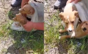 Strašan čin u BiH: Zavezao psiće u najlonsku kesu i ostavio pored puta, spasili ih aktivisti