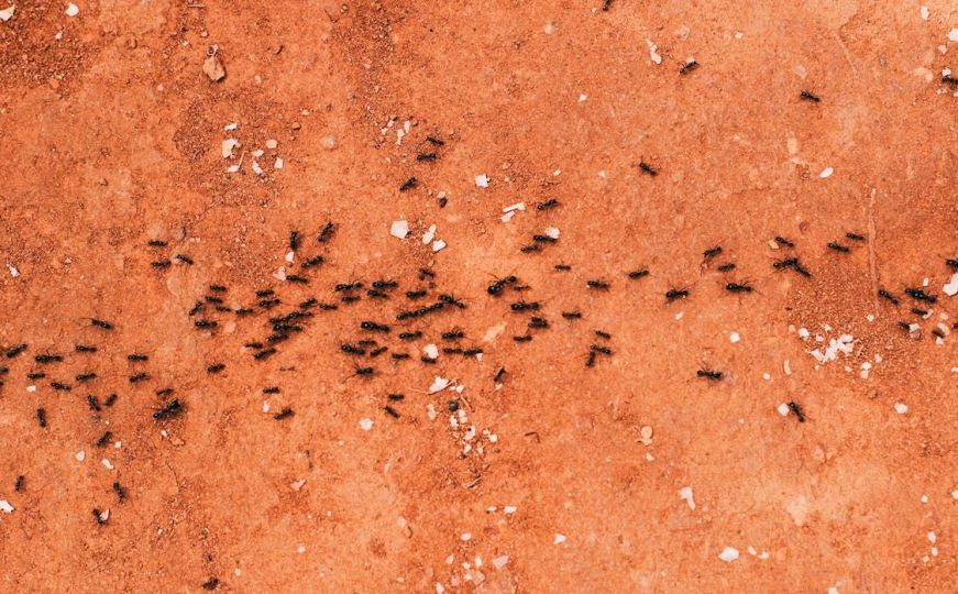 Toplije vrijeme donosi mrave u kuću: Evo kako da ih se riješite...