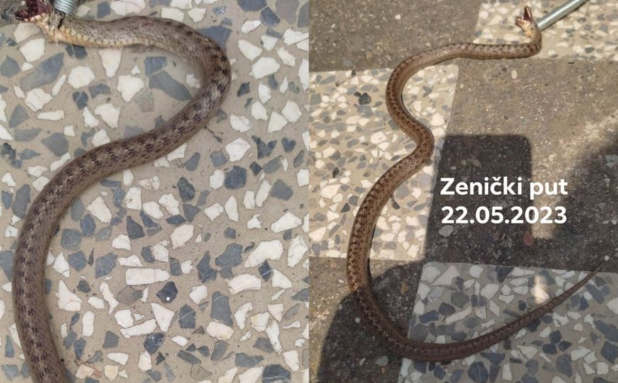 U ovom dijelu Bosne i Hercegovine povećan broj zmija: Znate li kako reagovati ukoliko je ugledate?