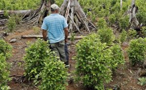 Nestvarne brojke: Bolivija zaplijenila više od devet tona lišća koke iz Perua