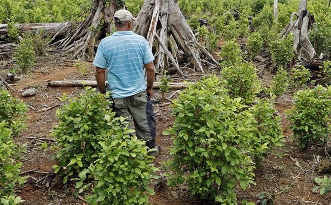 Nestvarne brojke: Bolivija zaplijenila više od devet tona lišća koke iz Perua
