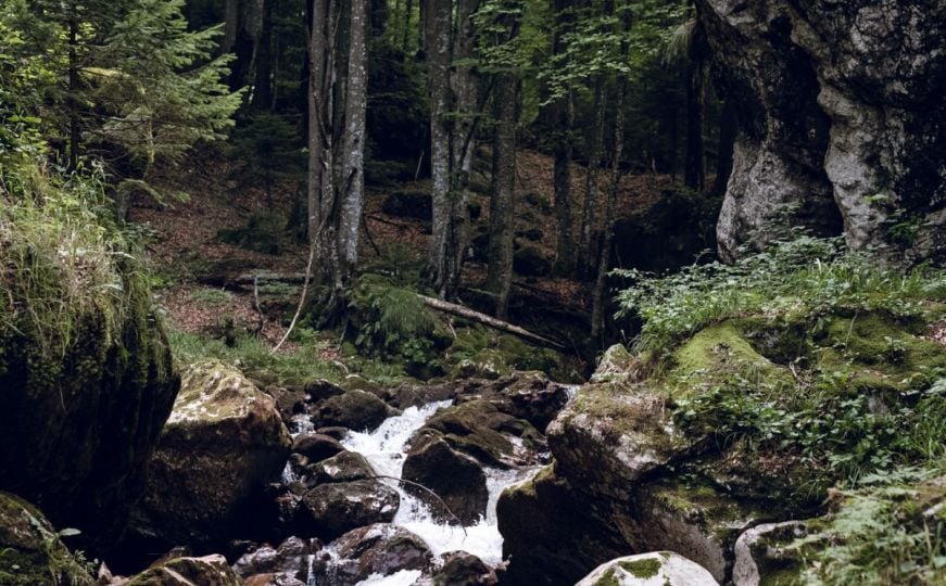 Zaštitimo naše bogatstvo: Kako očuvati šume u Bosni i Hercegovini?