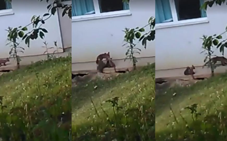 Sarajevo: Mama lisica i njene bebe skrivaju se među kućama u Švrakinom