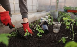 Uz pomoć ovog sredstva riješite se brašnastih stjenica i lisnih uši sa vaših sobnih biljaka