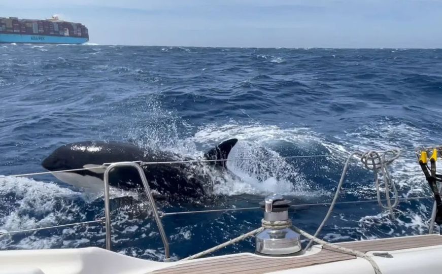 Zašto orke napadaju brodove: 'Bandu' kitova ubica predvodi jedinka željna osvete?
