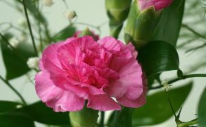 Nema otpornijeg i ljepšeg cvijeća: Oduševit će vas mirisom i izgledom, a evo kako se uzgaja