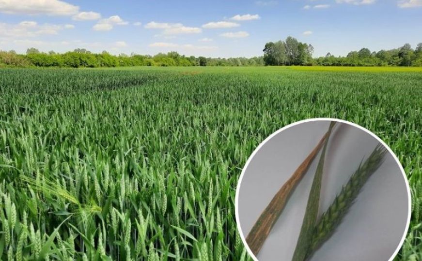 Bolest pokosila pšenicu u Bosni i Hercegovini, poljoprivrednici u problemima