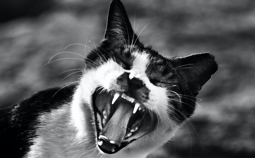 Policija je prozvala 'divljom zvijeri', a stanovnike terorizirala - domaća mačka