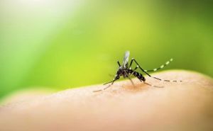Nove studije: Otkriveno koji mirisi privlače komarce?