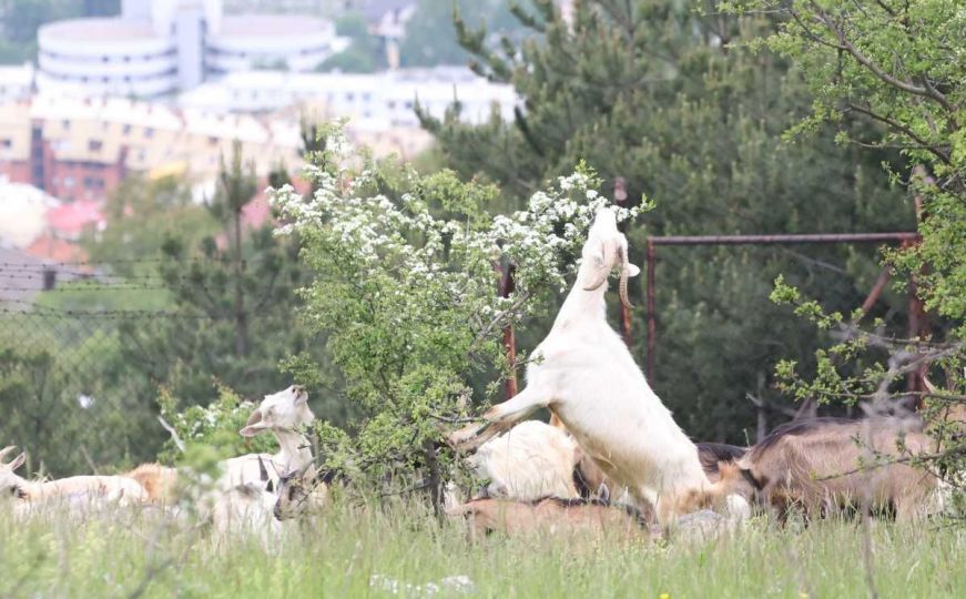 Spoj prirode i životinja: Pogledajte stado koza na ispaši u naselju Grdonj iznad Sarajeva