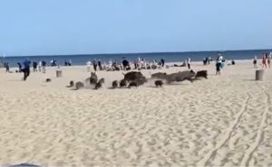 Dramatičan prizor: Čopor divljih svinja uletio među ljude na plaži