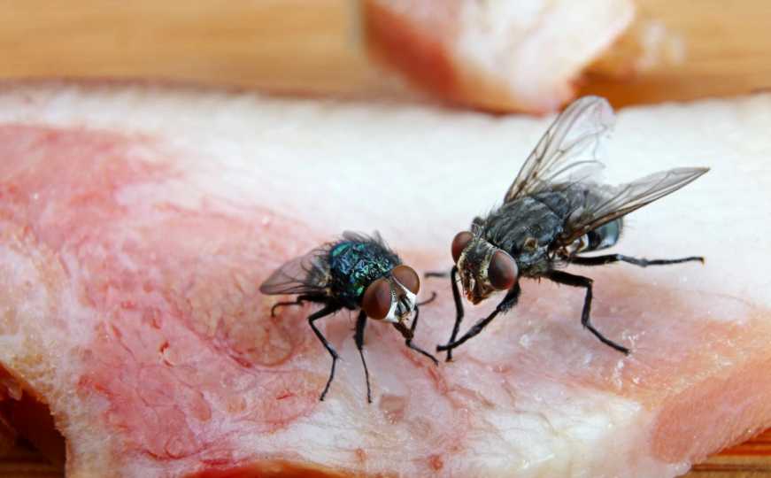 Nije bezazleno: Evo šta se dogodi s hranom kada na nju sleti muha