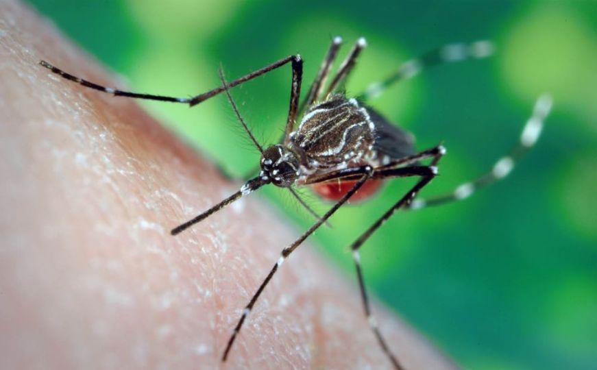 Sezona komaraca je počela: Zaštitite se prirodnim putem, uz pomoć pet eteričnih ulja