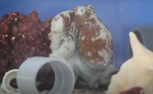 Naučnici snimili hobotnicu dok je imala noćne more? Pogledajte kako to izgleda