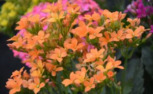 Kalanhoa - cvijet predivnog mirisa i izgleda: Provjerite zašto biste ovu biljku trebali imati u vrtu