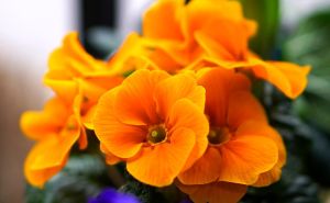 Krase ga dvostruki cvjetovi i intezivne boje: Oduševit će vas i mirisom, a evo kako se uzgaja