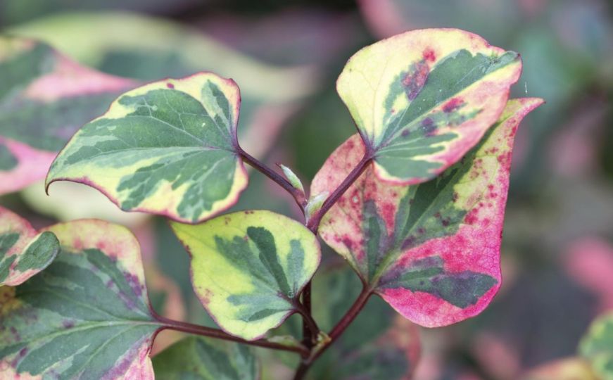 Ova atraktivna biljka mijenja boju listova: Cvjeta tokom ljeta i nije zahtjevna za uzgoj